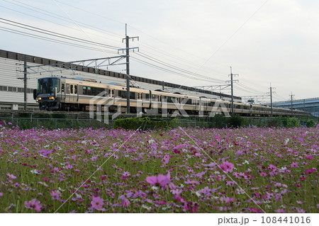 223系とコスモス 223系とコスモス 108441016