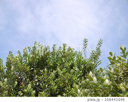 フェイジョアの木 青空 フェイジョアの木 青空 108441046