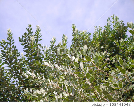 フェイジョアの木　青空 108441048