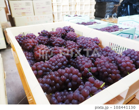 デラウェアの収穫 デラウェアの収穫 108441130