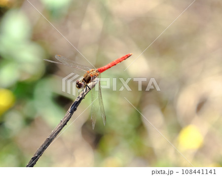 赤とんぼ 108441141