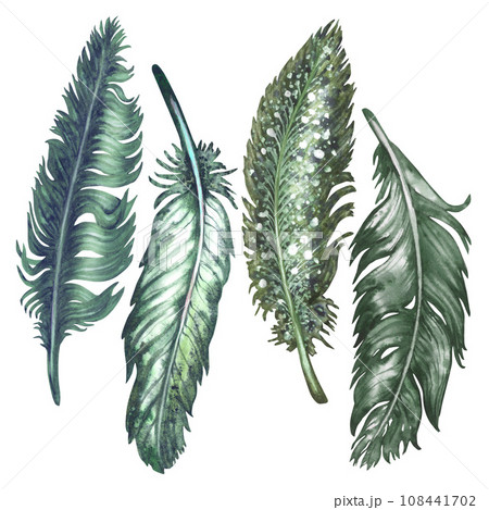 Watercolor green bird feathers for art album elements, sketches, invitation design, frames Watercolor green bird feathers for art album elements, sketches, invitation design, frames 108441702