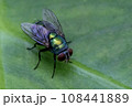 House Fly, Flesh Fly or Meat Fly Sarcophagidae Parasite Insect Pest on green leaves 108441889