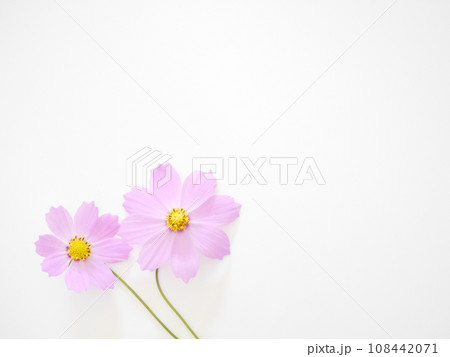 ピンク色のコスモス ピンク色のコスモス 108442071