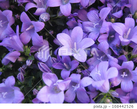 薄紫のベルフラワーの花 薄紫のベルフラワーの花 108442526