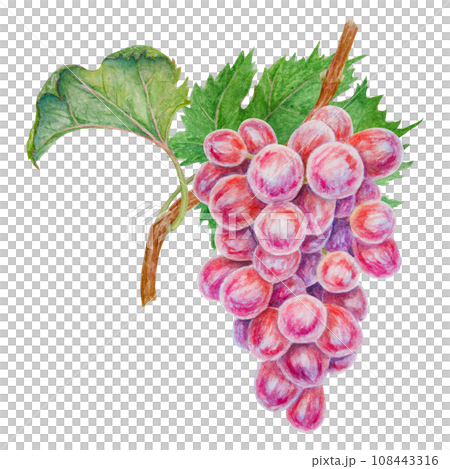 A bunch of dark grapes. Watercolor hand drawn botanical illustration. Ingredient in wine, vinegar, juice, cosmetics. Clip art for menus of restaurants, cafes, packaging of farm goods, vegan products 108443316