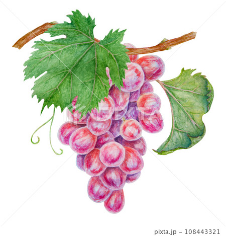 A bunch of dark grapes. Watercolor hand drawn botanical illustration. Ingredient in wine, vinegar, juice, cosmetics. Clip art for menus of restaurants, cafes, packaging of farm goods, vegan products 108443321