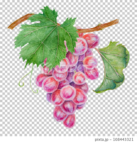 A bunch of dark grapes. Watercolor hand drawn botanical illustration. Ingredient in wine, vinegar, juice, cosmetics. Clip art for menus of restaurants, cafes, packaging of farm goods, vegan products 108443321