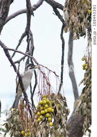 採餌 台湾 鳥綱 108443391