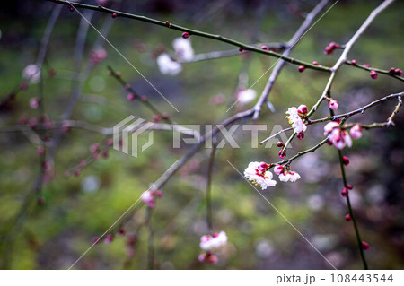 北野天満宮のお正月、苔床を背景に、咲き始めの梅の花 108443544