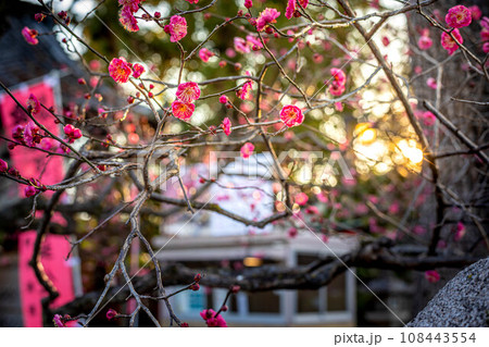 北野天満宮のお正月、咲き始めの紅梅の花に正月の淡い日差し 108443554