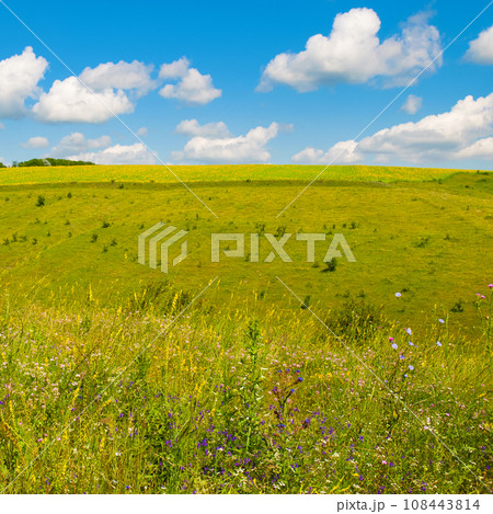 Hilly field, green meadow, pasture and blue sky. 108443814