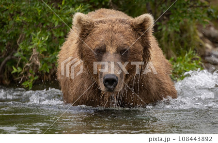 Brown Bear Fishing for Sockeye Salmon in Alaksa  108443892