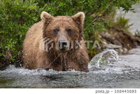 Brown Bear Fishing for Sockeye Salmon in Alaksa  108443893