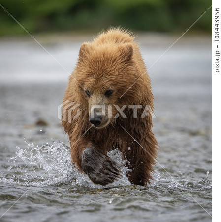 Brown Bear Fishing for Sockeye Salmon in Alaksa  108443956