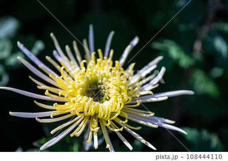 Close of yellow Chrysanthemums flowers Close of yellow Chrysanthemums flowers 108444110