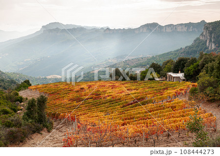 Autumn in a vineyard in the mountains. Agriculture. 108444273
