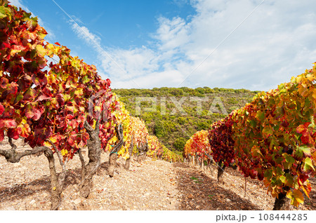 Autumn in a vineyard in the mountains. Agriculture. 108444285
