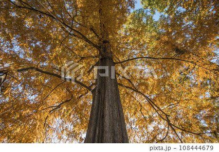 紅葉したメタセコイアの大木 見上げて並木道メタセコイア 紅葉したメタセコイアの大木 見上げて並木道メタセコイア 108444679