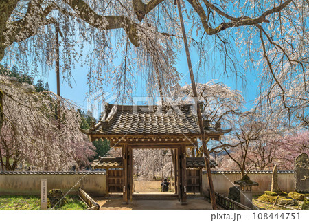 [埼玉・秩父] 満開の清雲寺の門を見下ろす見事な枝垂桜。 108444751