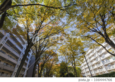 紅葉の林　建物と紅葉　マンションの紅葉　マンション　公団　秋色の紅葉　見上げた紅葉　黄葉 108444766