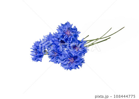 Close up of blue cornflower flower isolated on white. Close up of blue cornflower flower isolated on white. 108444775