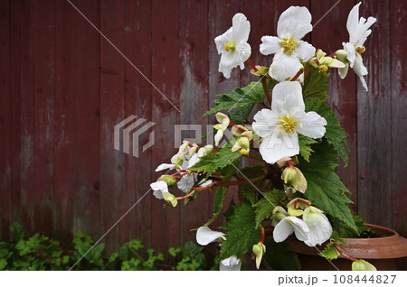 blooming begonia in a pot against the background of the red wall of a wooden traditional barn blooming begonia in a pot against the background of the red wall of a wooden traditional barn 108444827