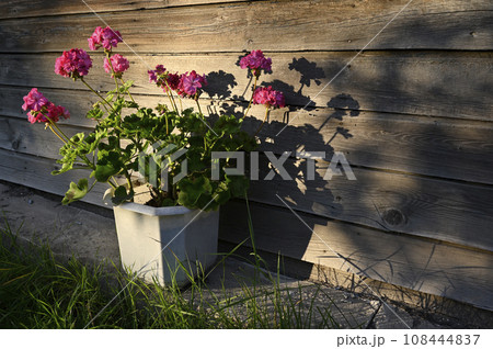 blooming garden pelargonium in the rays of the evening sun blooming garden pelargonium in the rays of the evening sun 108444837