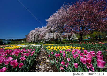 丹沢・秦野戸川公園のチューリップ畑とサクラ 108445161