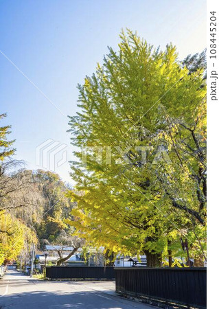 秋の角館武家屋敷通り　黒塀とイチョウ　秋田県仙北市 108445204