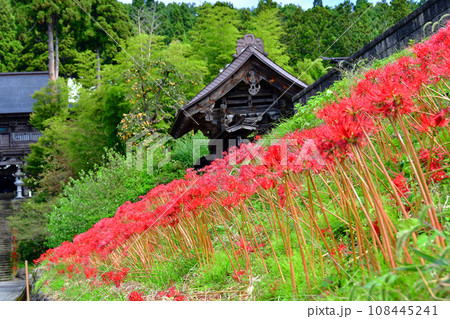 山形県 寒河江市 国史跡・本山慈恩寺 最上院の前に咲くヒガンバナ 山形県 寒河江市 国史跡・本山慈恩寺 最上院の前に咲くヒガンバナ 108445241