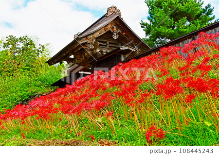山形県 寒河江市 国史跡・本山慈恩寺 最上院の前に咲くヒガンバナ 山形県 寒河江市 国史跡・本山慈恩寺 最上院の前に咲くヒガンバナ 108445243