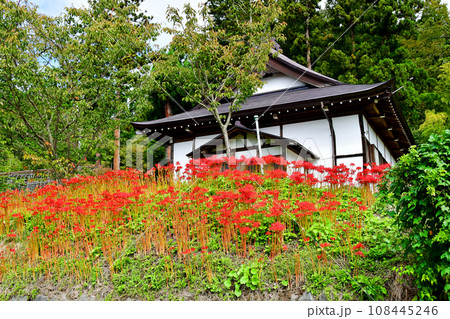 山形県 寒河江市 国史跡・本山慈恩寺 宝徳寺の前に咲くヒガンバナ 山形県 寒河江市 国史跡・本山慈恩寺 宝徳寺の前に咲くヒガンバナ 108445246