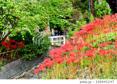 山形県 寒河江市 国史跡・本山慈恩寺 宝徳寺の前に咲くヒガンバナ 山形県 寒河江市 国史跡・本山慈恩寺 宝徳寺の前に咲くヒガンバナ 108445247