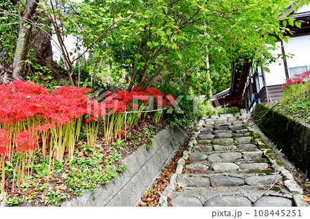 山形県　寒河江市　国史跡・本山慈恩寺　宝徳寺の前に咲くヒガンバナ 108445251