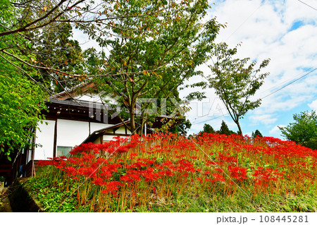 山形県 寒河江市 国史跡・本山慈恩寺 宝徳寺の前に咲くヒガンバナ 山形県 寒河江市 国史跡・本山慈恩寺 宝徳寺の前に咲くヒガンバナ 108445281