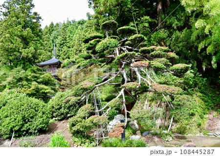 山形県 寒河江市 国史跡・本山慈恩寺 キャラボク 山形県 寒河江市 国史跡・本山慈恩寺 キャラボク 108445287