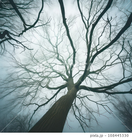 The frozen branches of a tree in a winter woods, in the style of gothic dark and moody tones. Autumn and winter mood 108445330