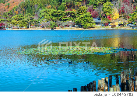 福島県　白河市　国指定史跡　名勝南湖公園の秋　睡蓮 108445782