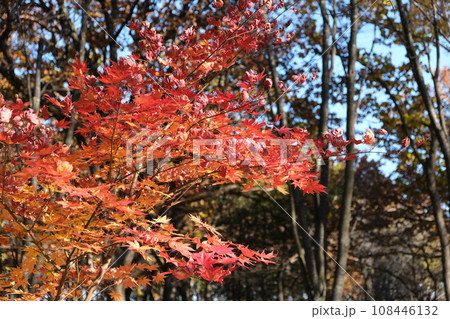 鮮やかな紅葉 鮮やかな紅葉 108446132