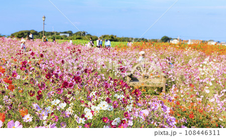 湘南三浦半島の神奈川県横須賀市の秋桜（コスモス）のソレイユの丘（遊園地）の冬 108446311