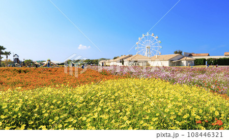 湘南三浦半島の神奈川県横須賀市の秋桜(コスモス)のソレイユの丘(遊園地)の冬 湘南三浦半島の神奈川県横須賀市の秋桜(コスモス)のソレイユの丘(遊園地)の冬 108446321