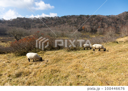 赤城白樺牧場　群馬県 108446676