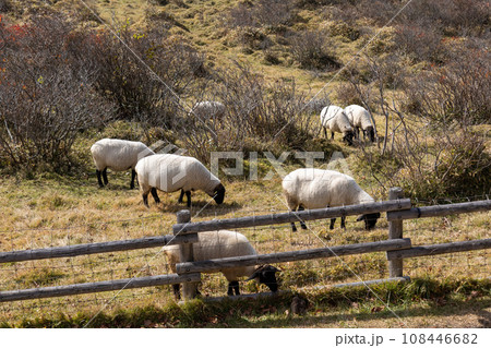 赤城白樺牧場　群馬県 108446682