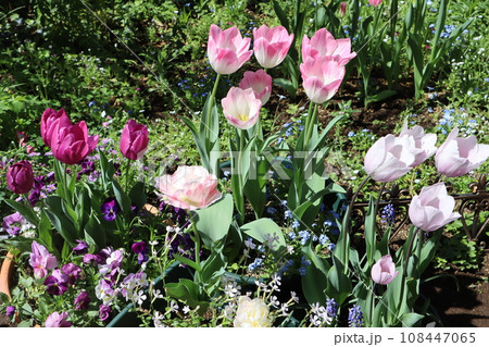 チューリップの寄せ植え＆寄せ鉢 108447065