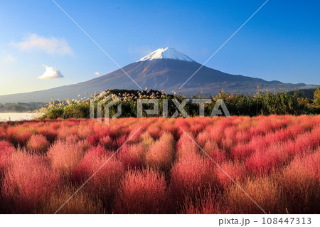 河口湖紅葉のコキアと富士山 河口湖紅葉のコキアと富士山 108447313