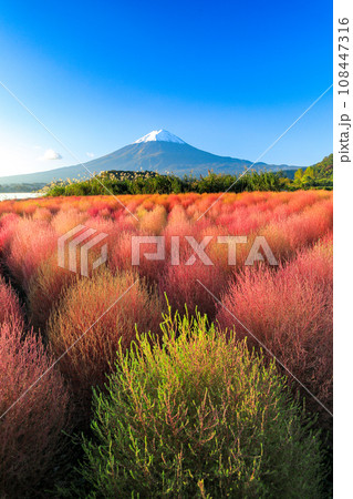 河口湖紅葉のコキアと富士山 河口湖紅葉のコキアと富士山 108447316