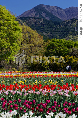 丹沢・大倉登山口の秦野戸川公園のチューリップと三ノ塔の眺め 丹沢・大倉登山口の秦野戸川公園のチューリップと三ノ塔の眺め 108448230