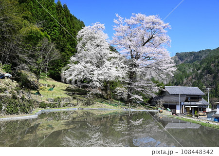 水田に映る桜 108448342