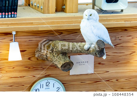 シロフクロウ 108448354